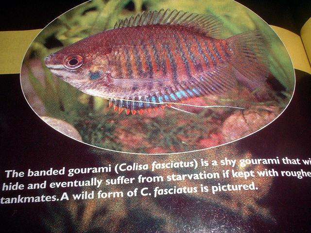 bgourami.JPG