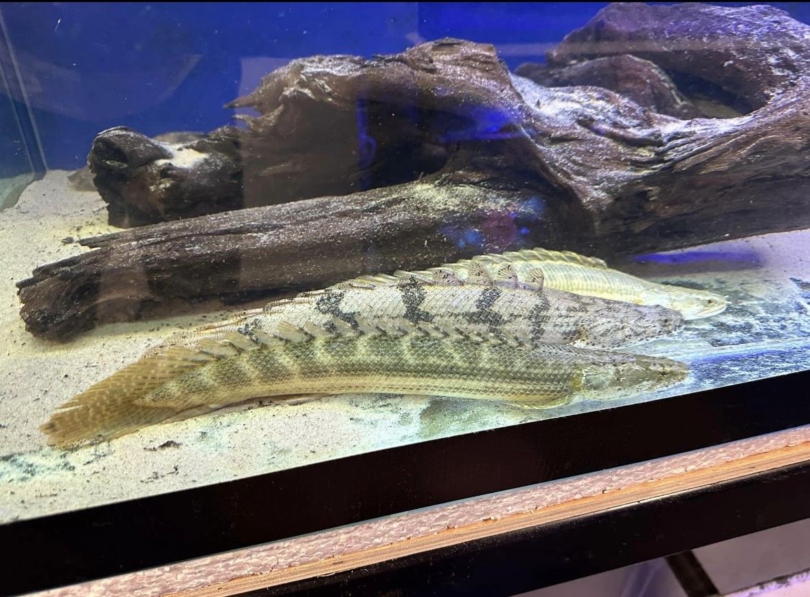 Bichir 1.jpeg