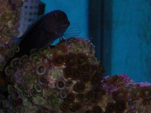 bicolour_blenny.jpg