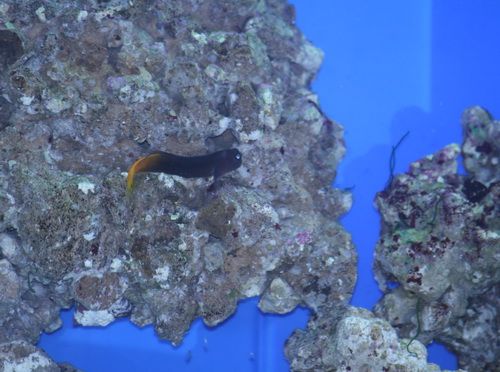 Bicolour_Blenny.jpg