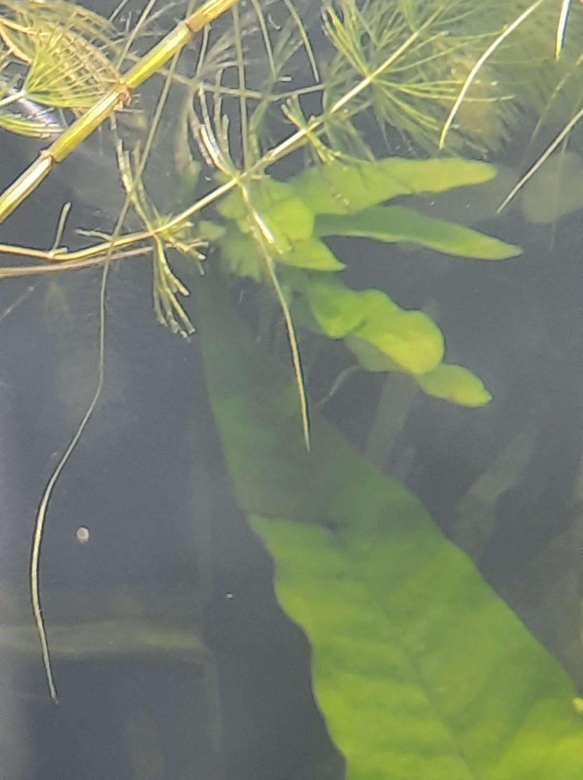 big java fern plantlets.JPEG