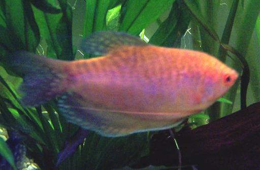 Big_G_gourami.JPG