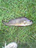 BIG_PERCH_05_pontnewydd.JPG