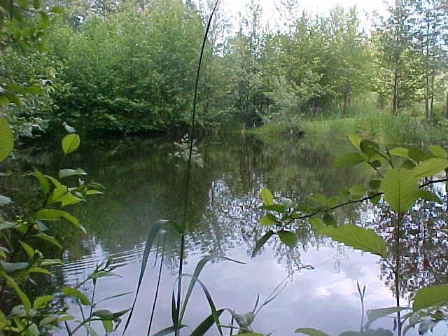 big_pond2.jpg