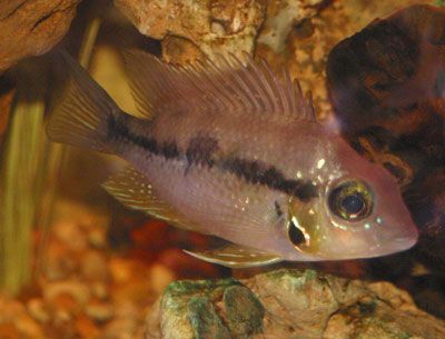 Bigcichlid.jpg