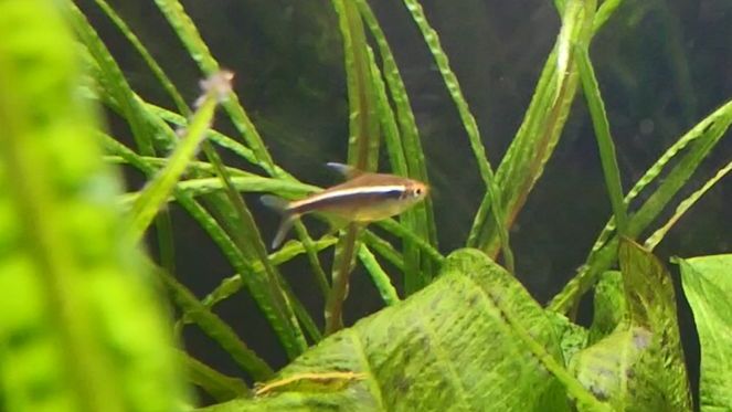 black neon tetra.jpg