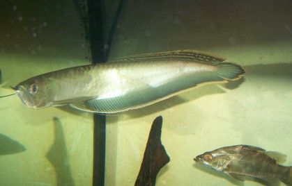 black_arowana.jpg