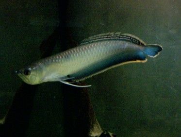 Black_arowana_2_edited.jpg