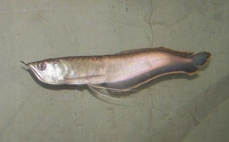 black_arowana_new_1.jpg