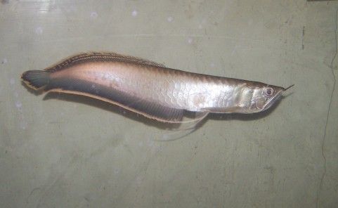 black_arowana_new_2.jpg