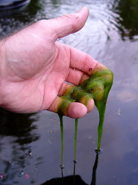 Blanket-weed-string-algae-2016.jpg