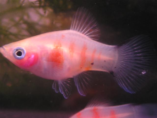 Bleeding_heart_platy.jpg