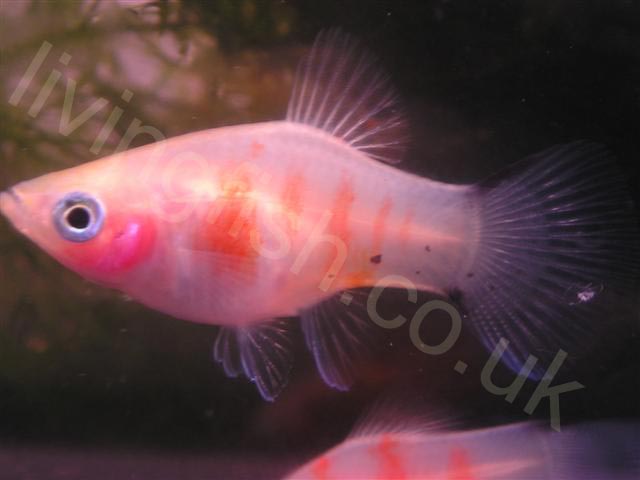 Bleeding_heart_platy.jpg