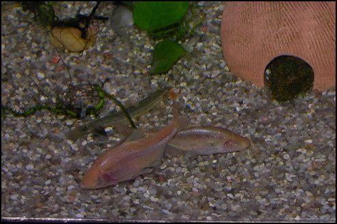 Blind Cave tetra pair.JPG