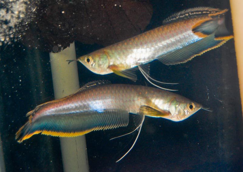 Blue-Arowana-e1576712125566.jpg