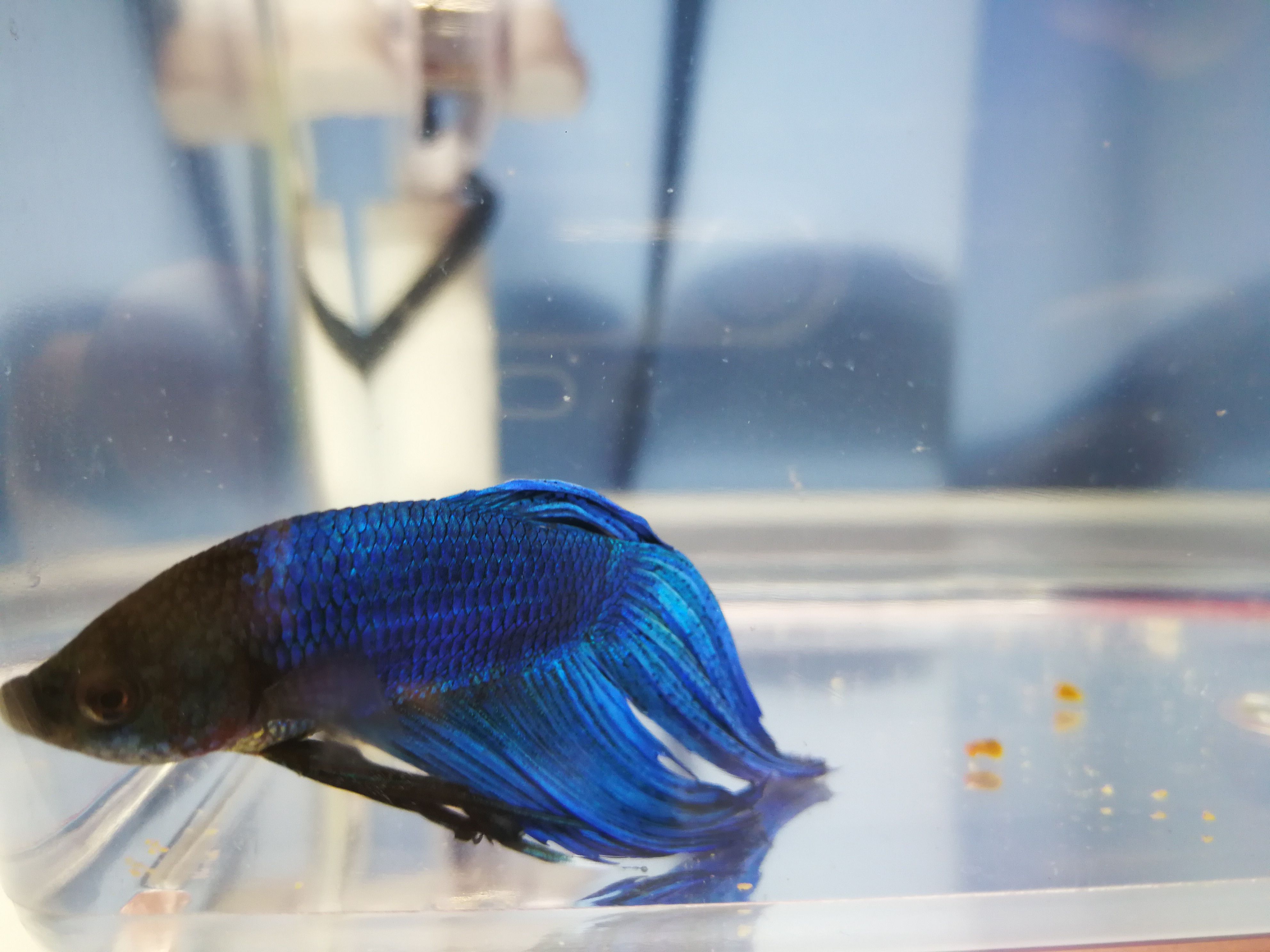 Blue Betta Splendens.jpg