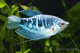 blue gourami.jpg