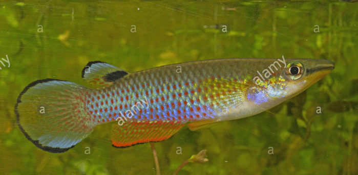 Blue Panchax.png