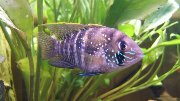 blue_acara_2.jpg