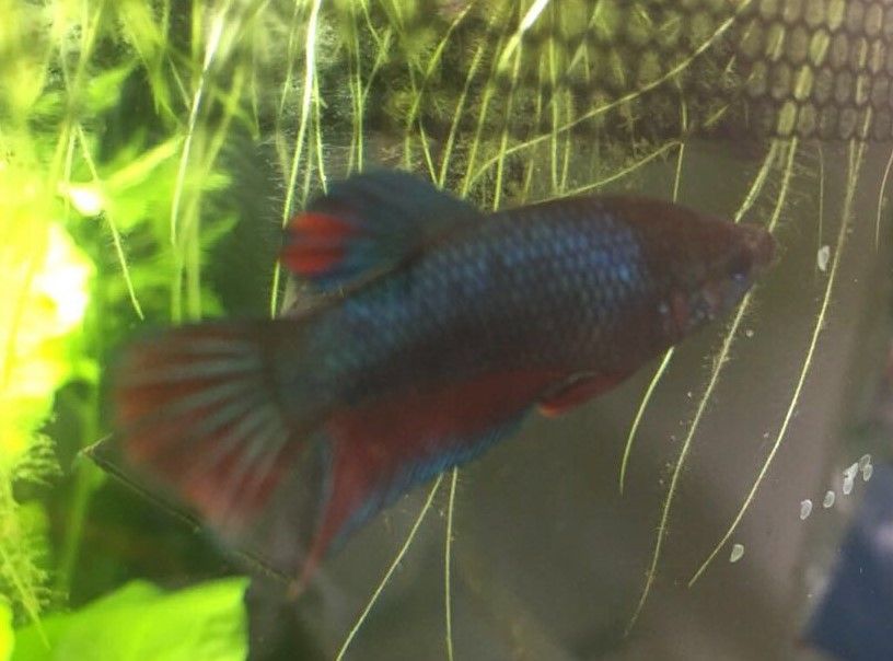 blue_betta.jpeg