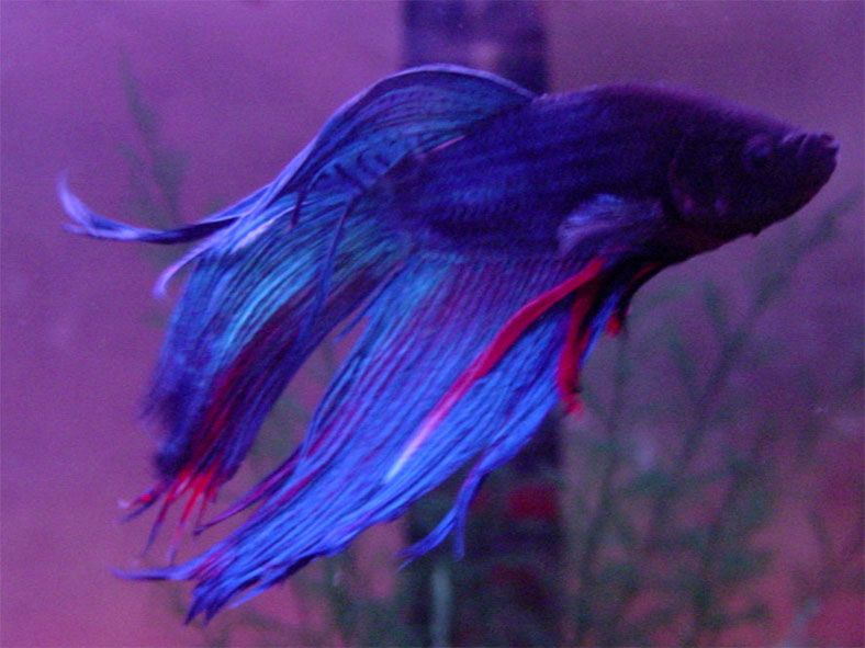 blue_betta_1_copy.jpg