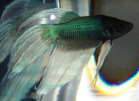 blue_butterfly_betta4.jpg