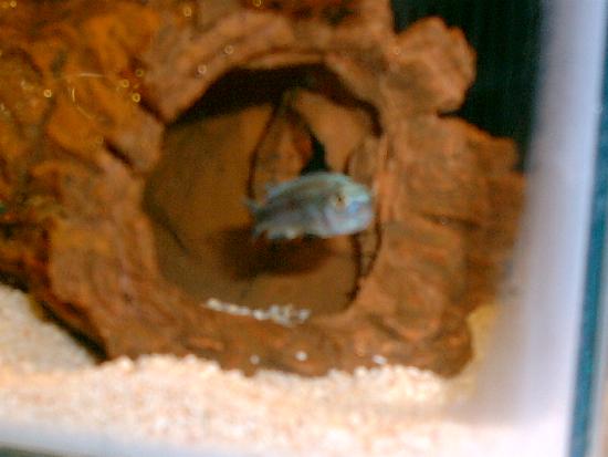 Blue_cichlid.jpg