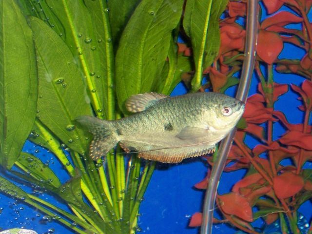 blue_gourami.jpg