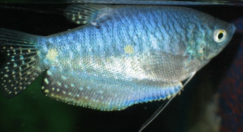 blue_gourami1.jpg