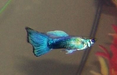 blue_male_guppy.jpg