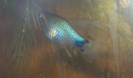 blue_platy_2.jpg