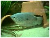 bluegourami.jpg