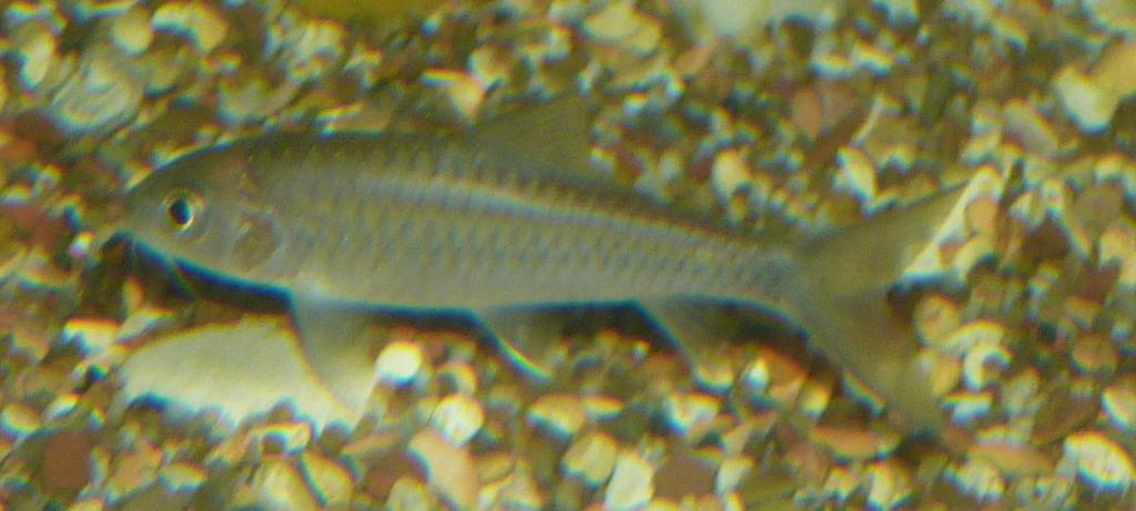 BlueMahseer.JPG