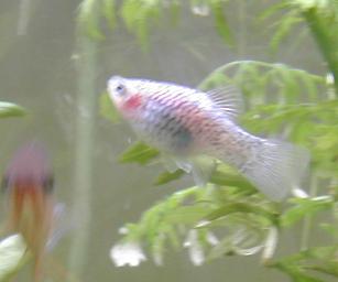 BluePlaty2Crop.JPG