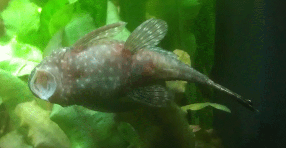 BN-Pleco.png