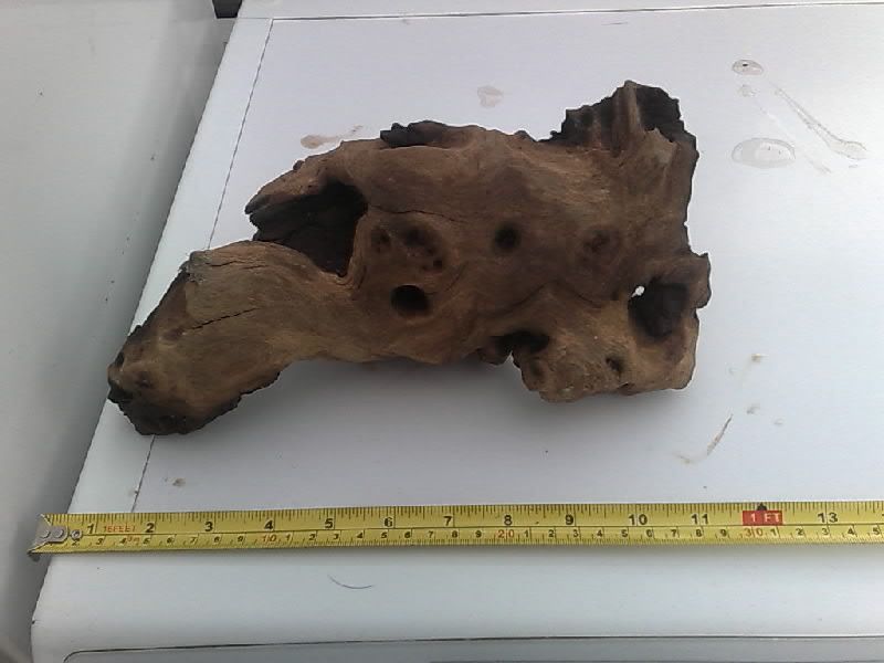 Bogwood4.jpg