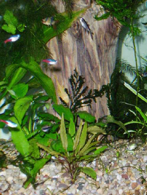 bolbitis__crypts__anubias_and_neon_cropped.jpg