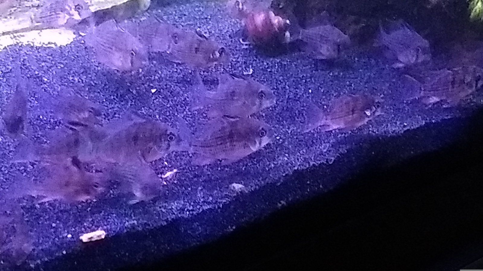 Bolivian Ram Brood.jpg