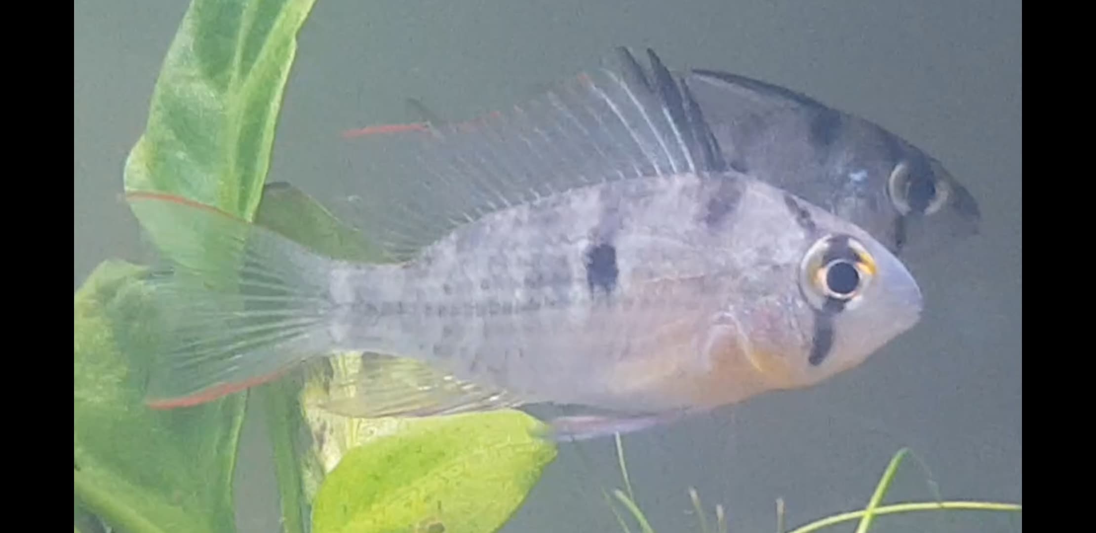 Bolivian Ram - Male.jpg