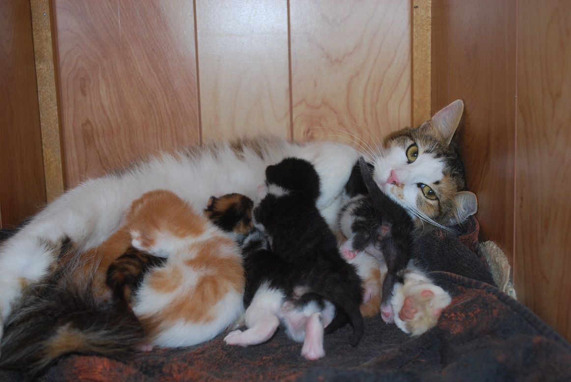 Bonnie and Kittens.jpg