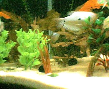 both_gouramis_on_right_side001.jpg