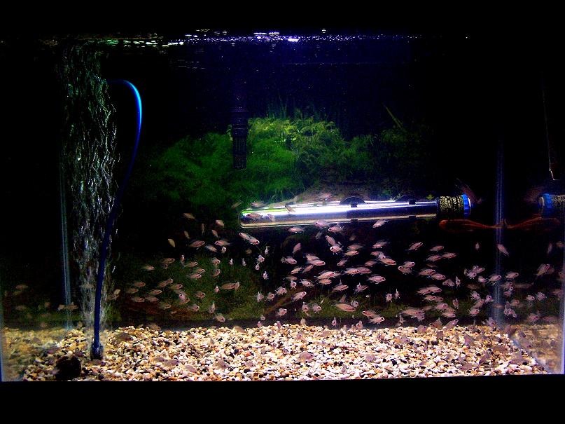 bottom20gallon_march20.jpg