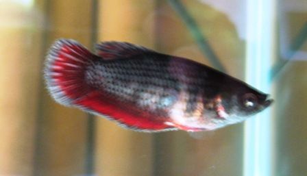 Breeding Betta 003.JPG