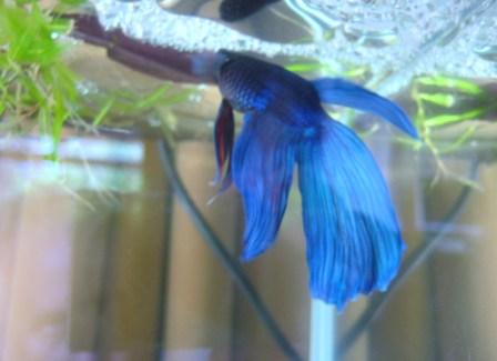 Breeding Betta 004.JPG