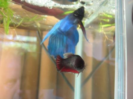 Breeding Betta 005.JPG