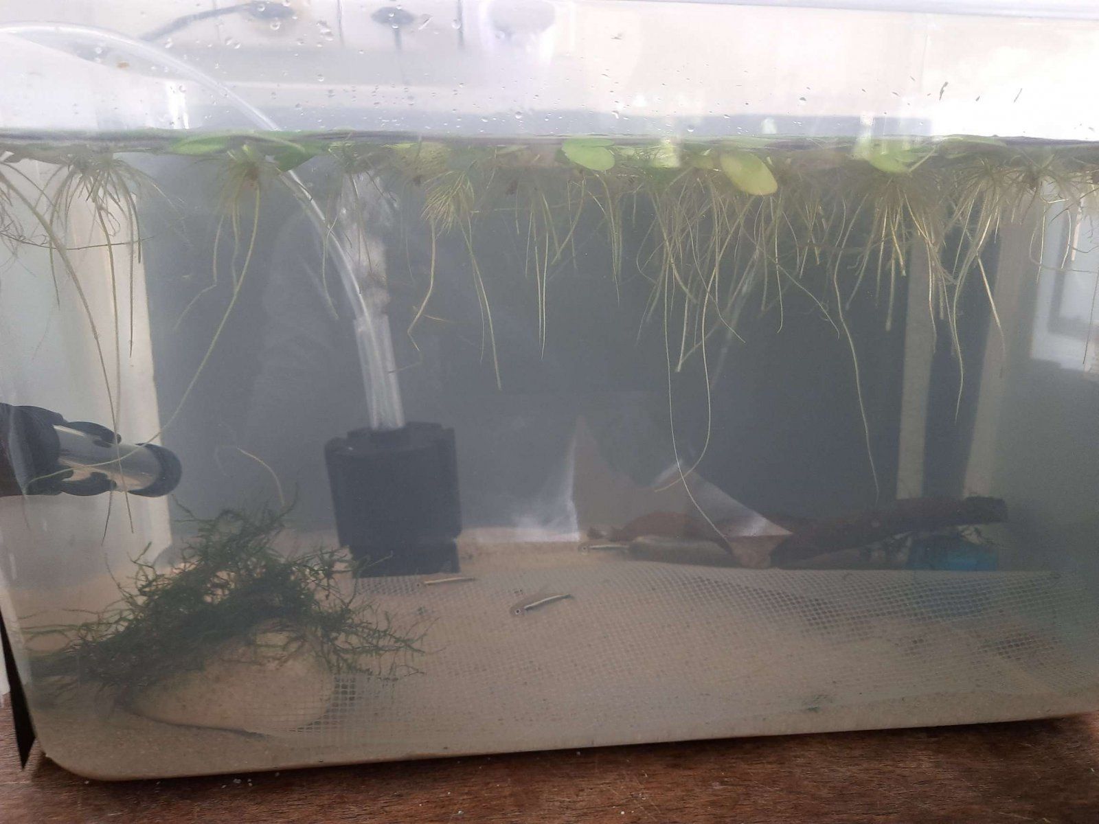 breeding tank front.JPEG