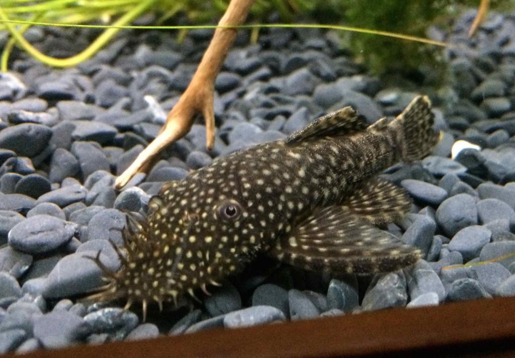 bristlenose 2.jpg