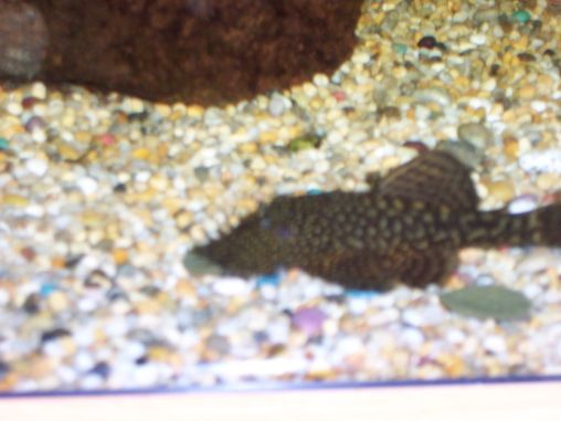 bristlenose.jpg