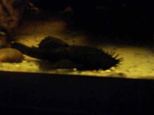 Bristlenose.jpg