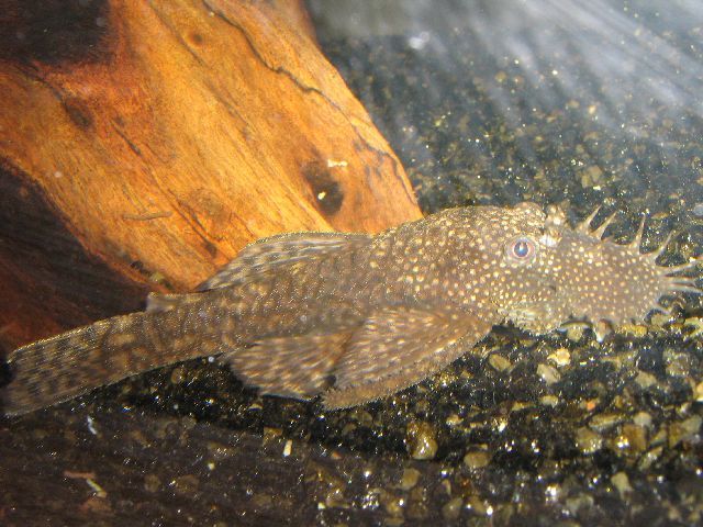 Bristlenose_002.jpg